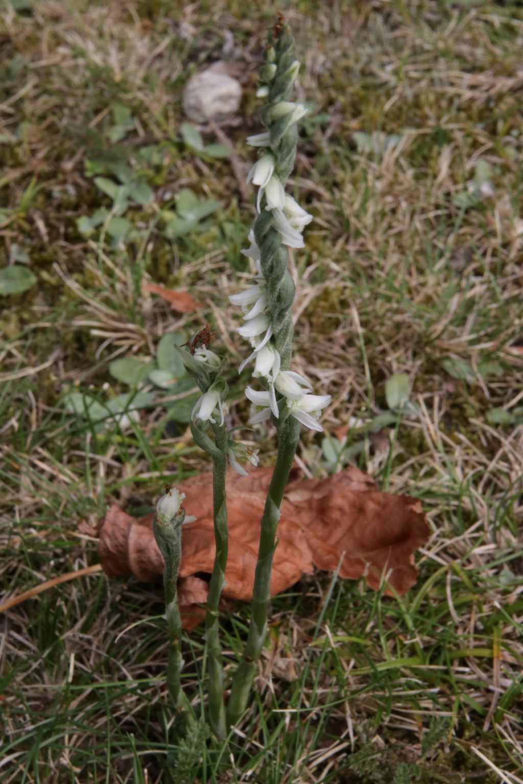 spiranthes autumnalis